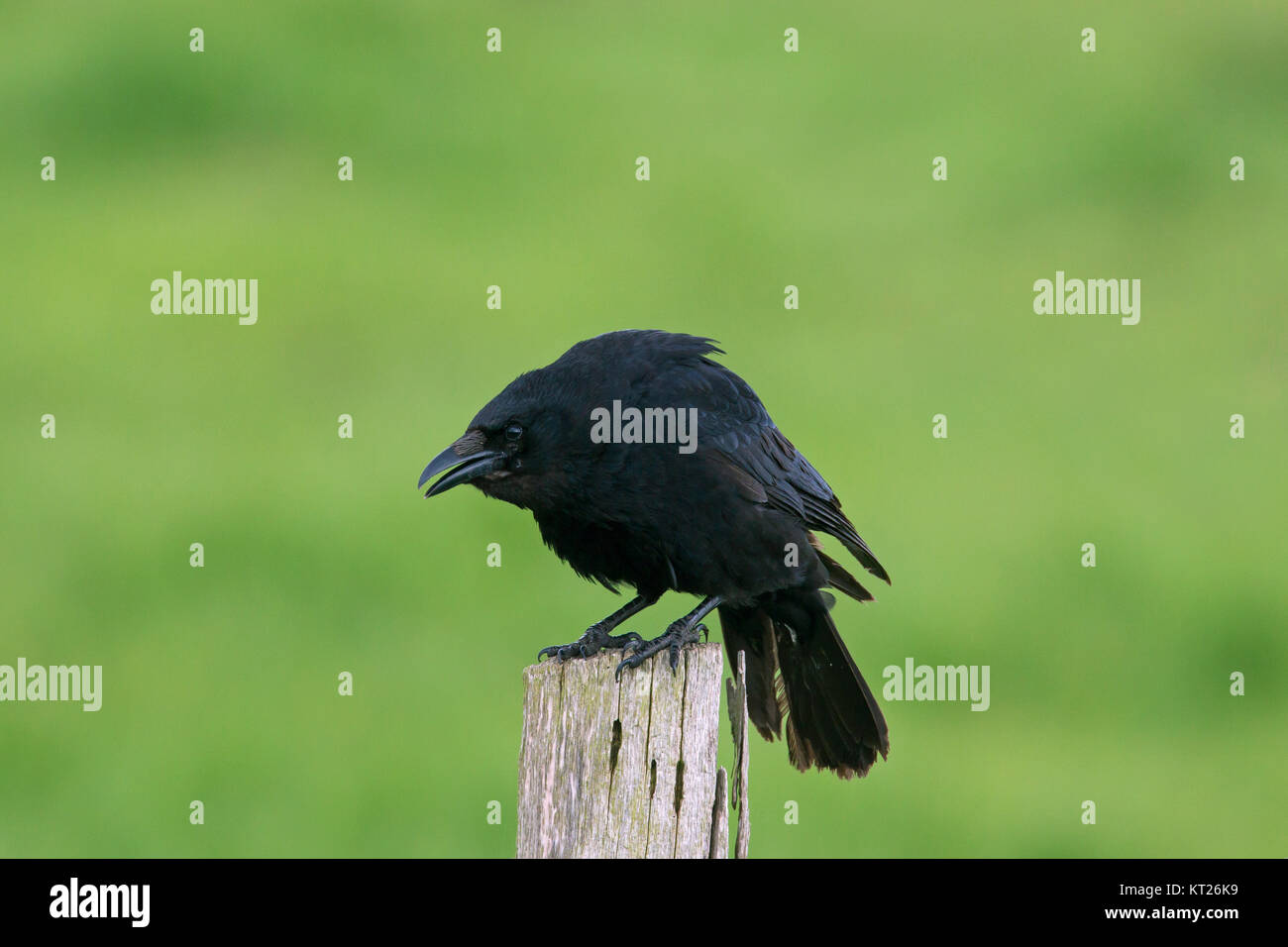 Carrion crow (Corvus corone) chiamando da staccionata in legno post campo lungo Foto Stock