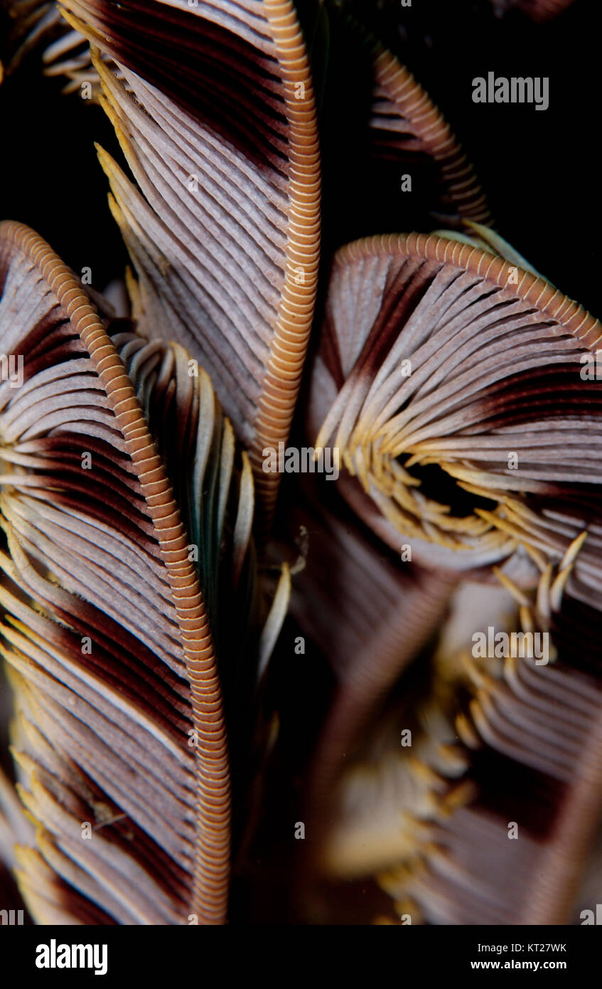FEATHER STAR CLOSE UP Foto Stock