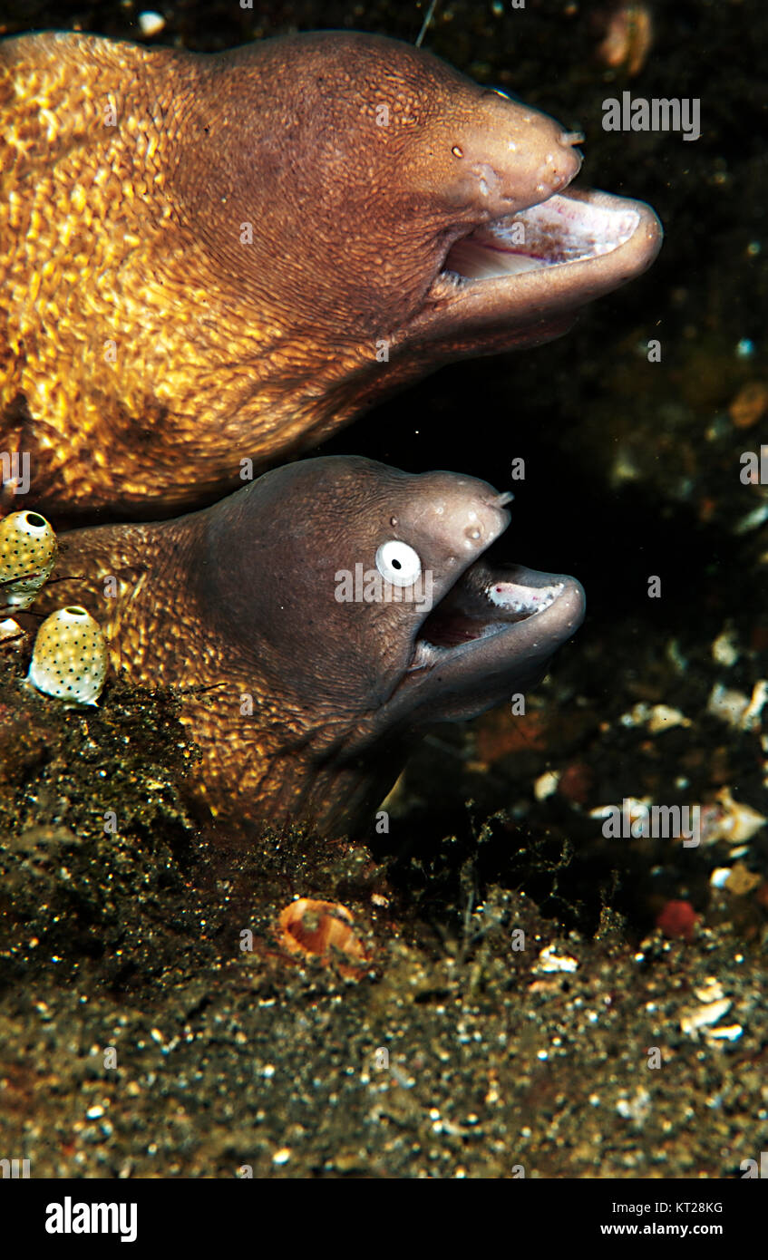Coppia di WHITE EYED MOREY anguilla (LA SIDEREA THYRSOIDEA) con uno mancante di un occhio Foto Stock