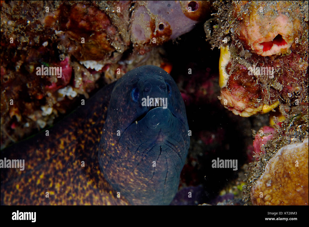 CLOSE UP di moray eel IN HABITAT della barriera corallina Foto Stock