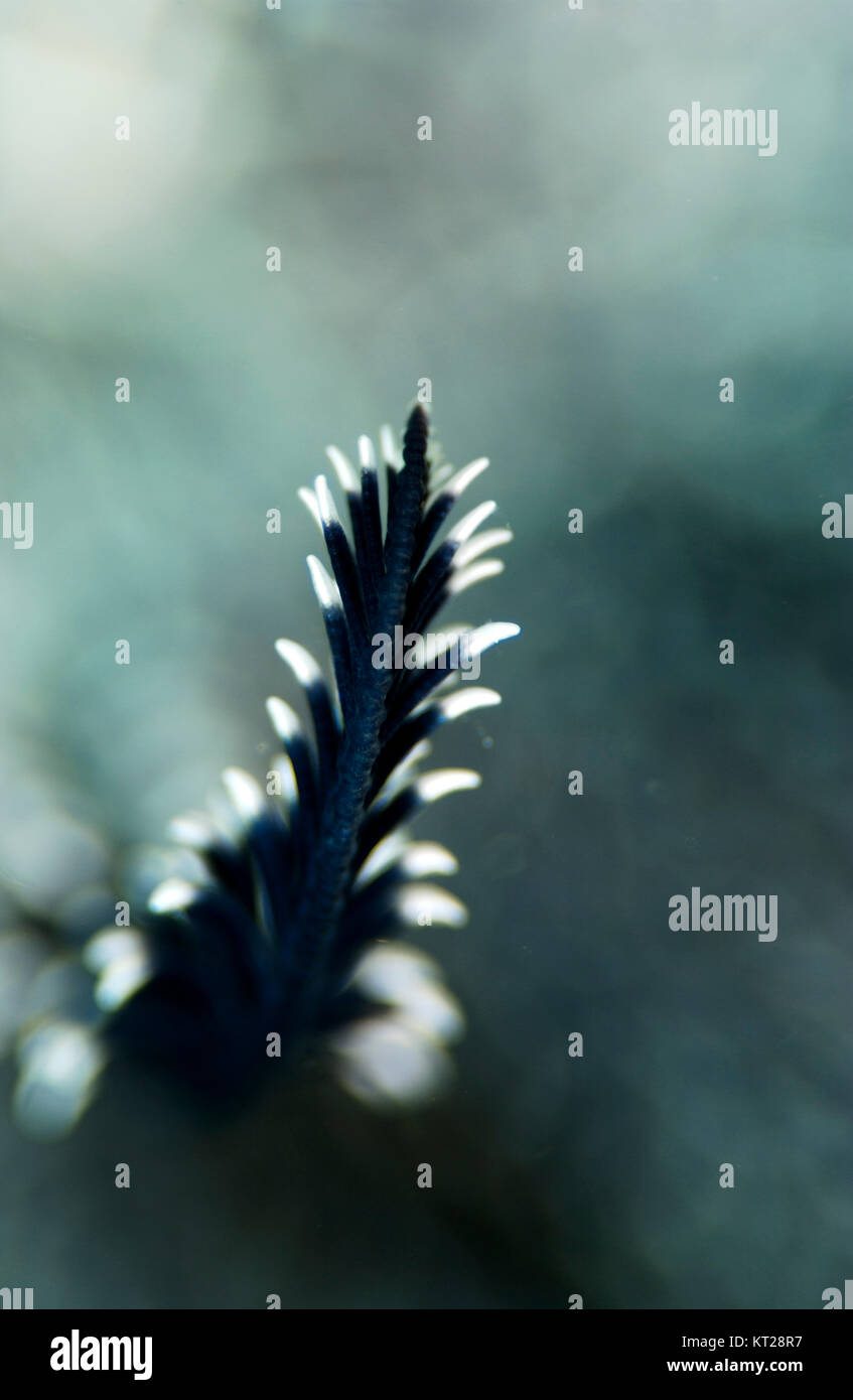 FEATHER STAR CLOSE UP Foto Stock
