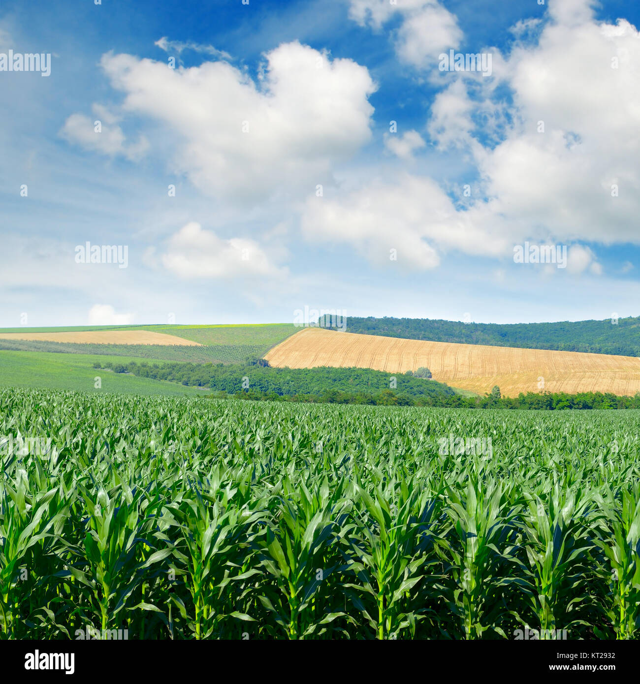 Campo di grano in pittoresche colline e nuvole bianche nel cielo blu. Foto Stock