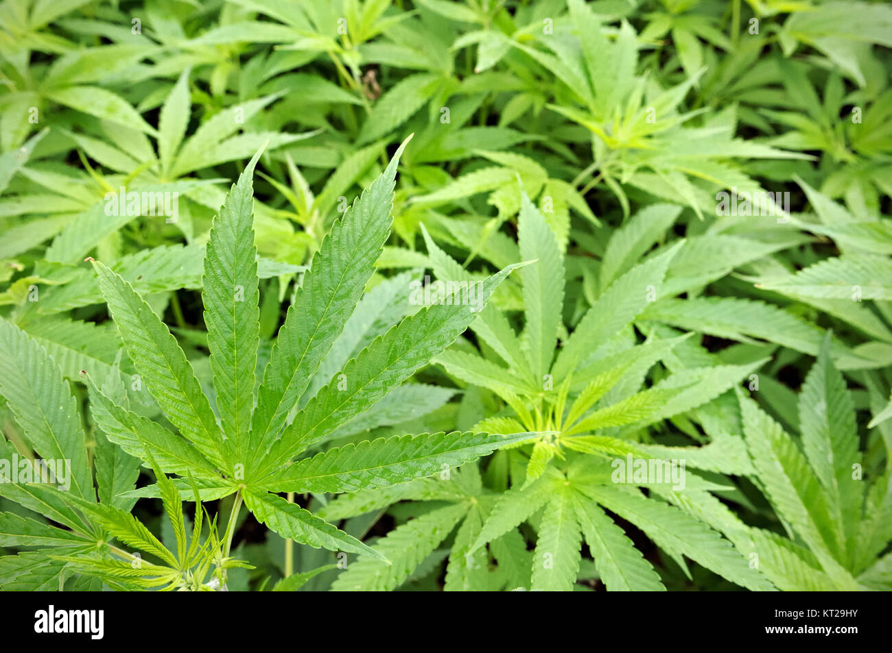 Campo di canapa tra Dong Van e Meo Vac in Ha Giang Provincia del Vietnam del nord Foto Stock