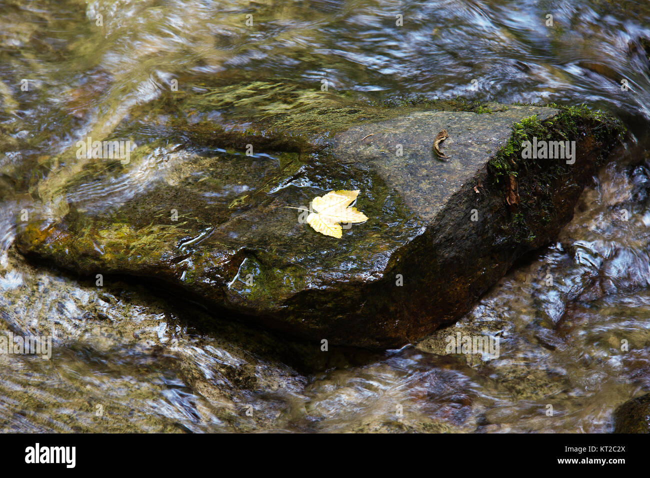 Roccia con foglia di un fiume in una foresta in Stiria Foto Stock