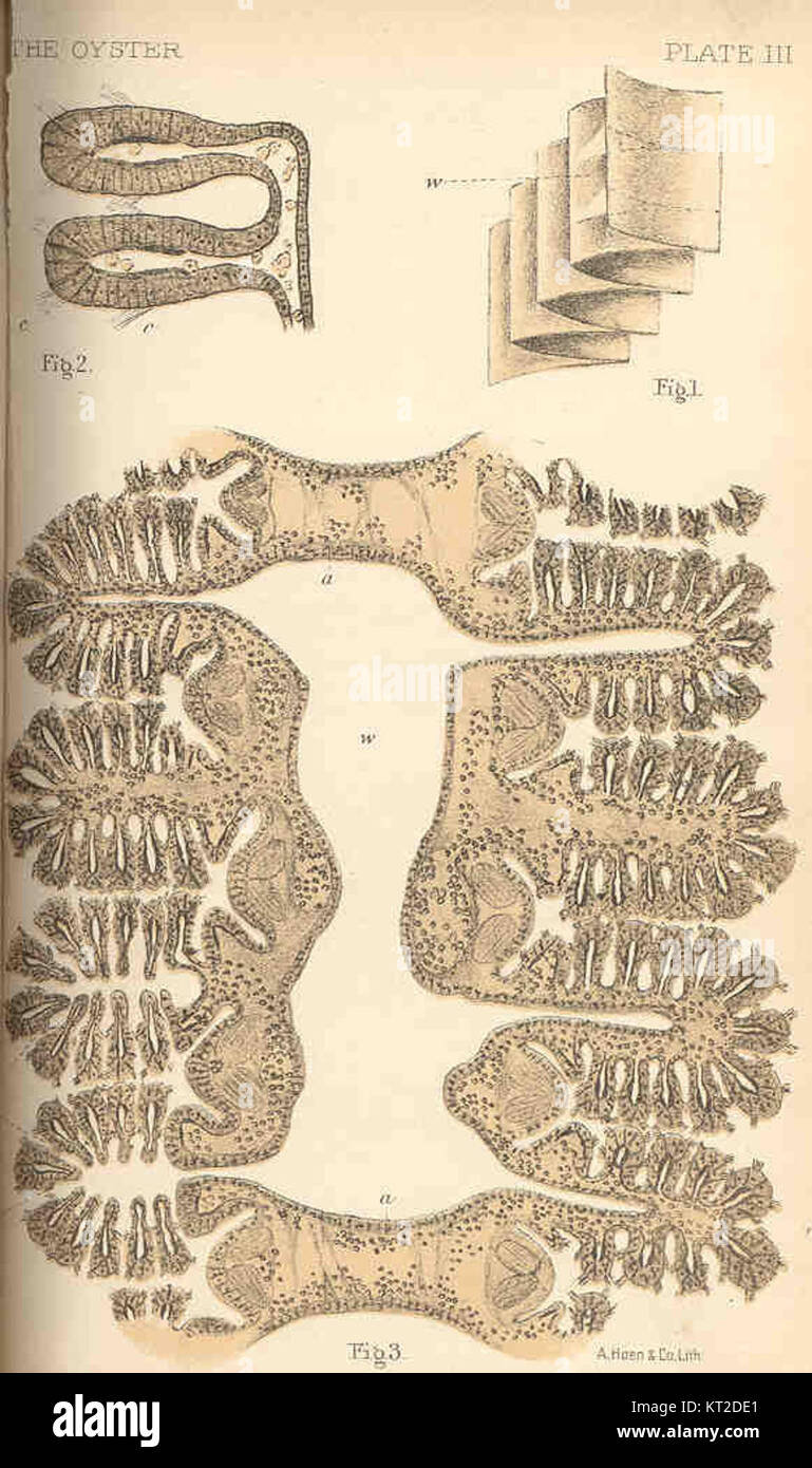 Un diagramma altamente ingrandito di un'ostrica, che mostra la disposizione unica di otto foglie che formano le quattro branchie, dimostrando la sua struttura biologica. Foto Stock