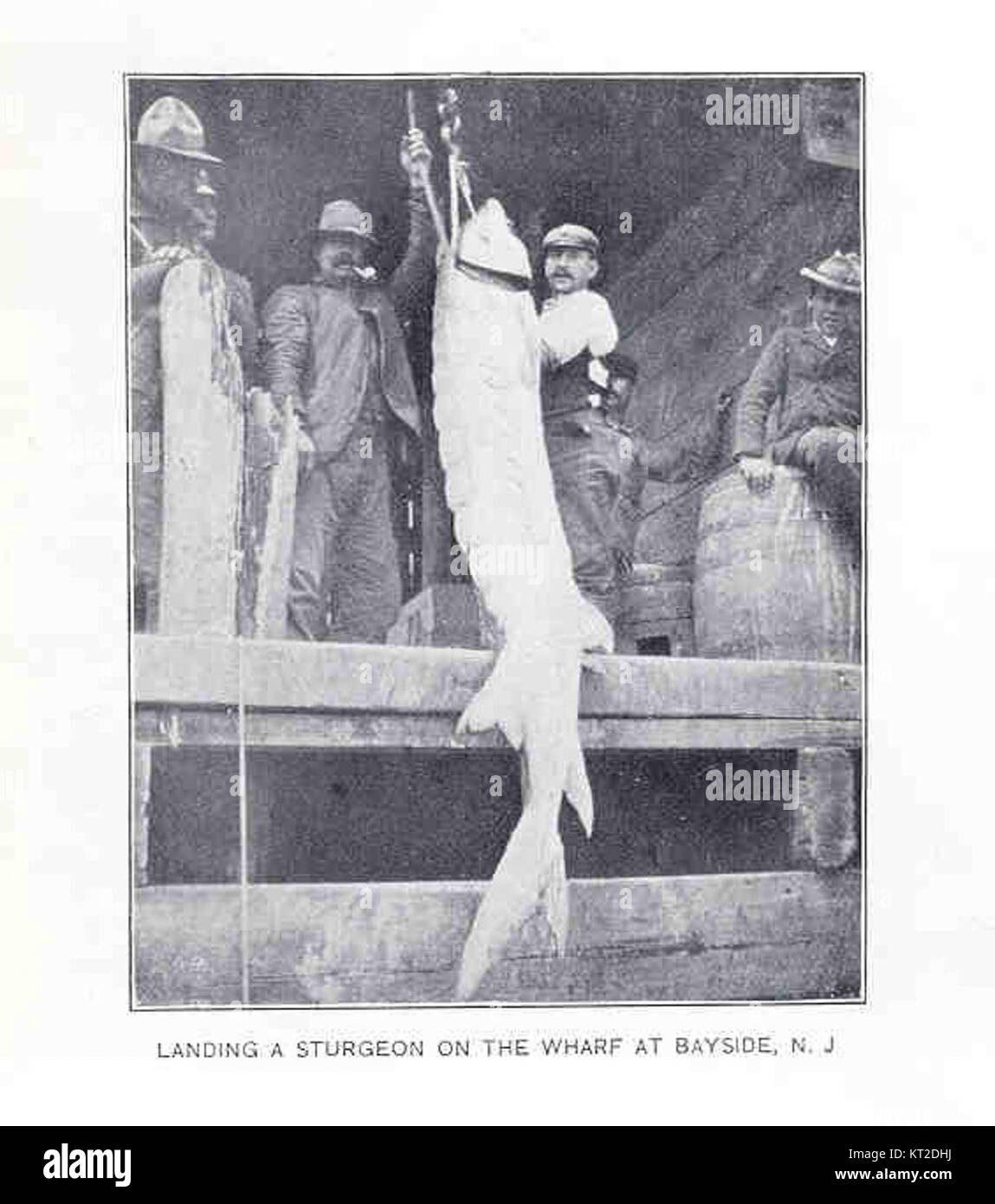 Questa immagine mostra il processo di sbarco di un pesce storione su un molo a Bayside, New Jersey. La pesca allo storione è un'attività storica lungo la costa orientale degli Stati Uniti Foto Stock