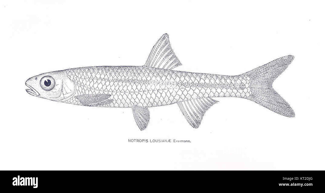 Il Notropis Louisianae, comunemente noto come lo shiner della Louisiana, è una specie di pesce originaria dei sistemi d'acqua dolce degli Stati Uniti meridionali. Si trova spesso nei fiumi e nei torrenti della Louisiana. Foto Stock