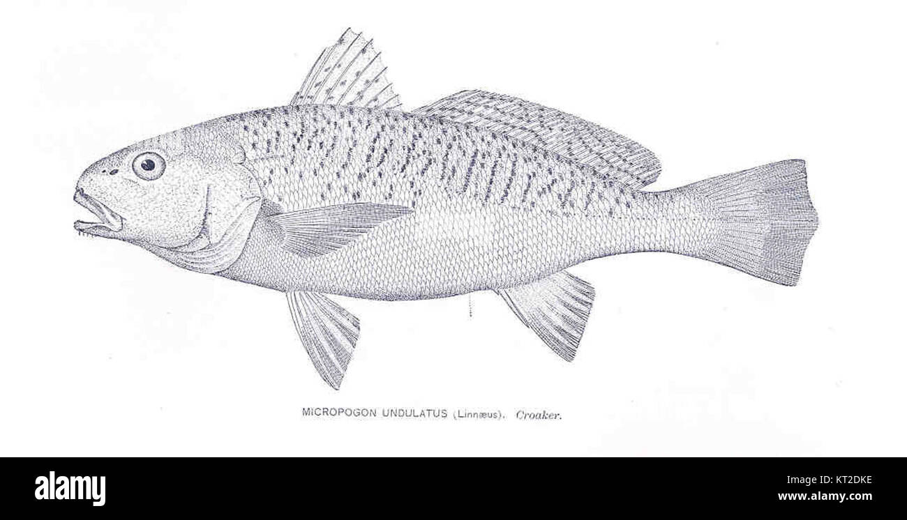 Il Micropogon undulatus, comunemente noto come croaker Atlantico, è una specie di pesci che si trova lungo la costa orientale del Nord America. È riconosciuto per il suo carattere distintivo ed è di importanza economica nella pesca. Foto Stock