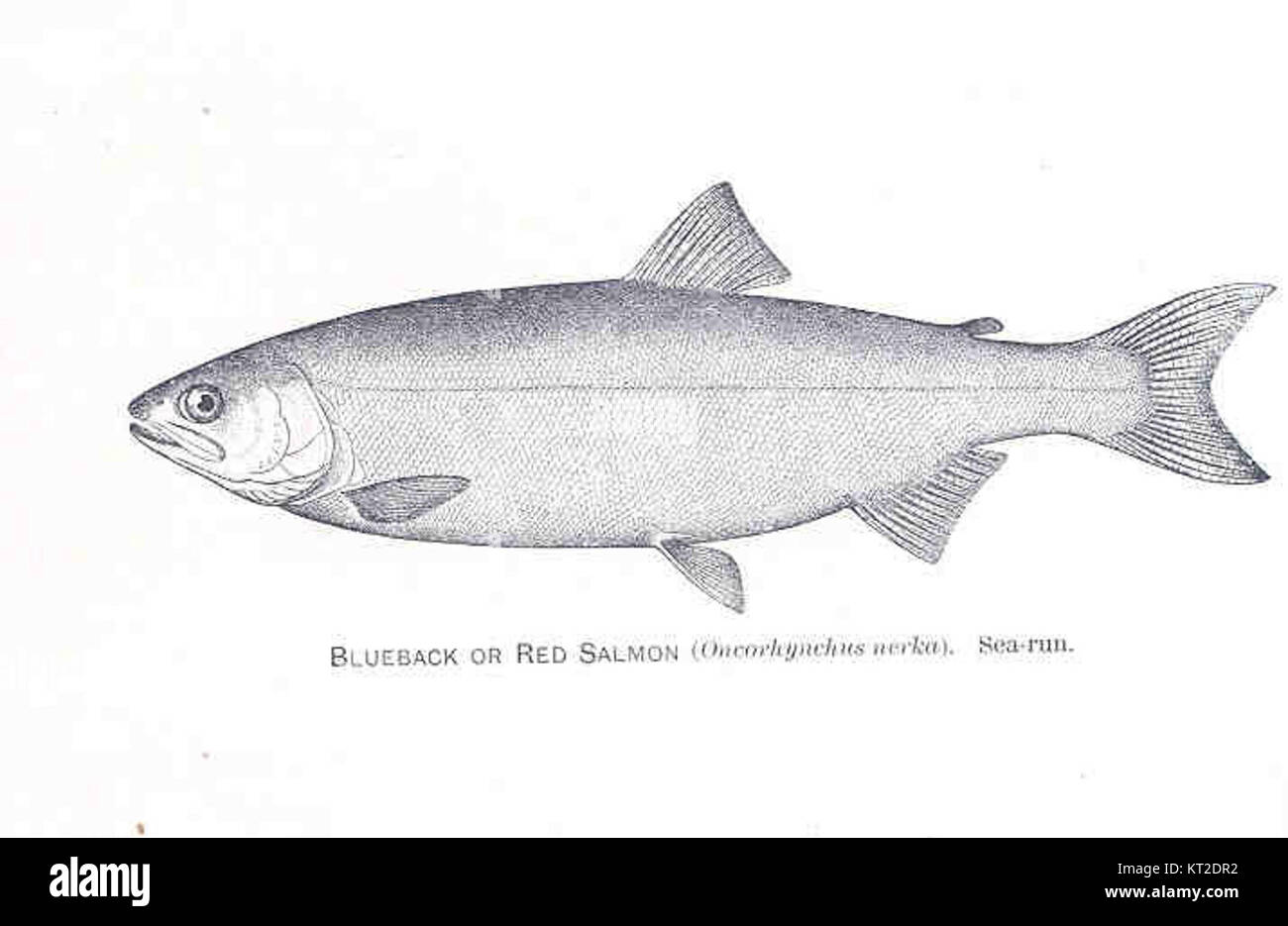 Il 33401 è un numero di catalogo per un esemplare di Blueback o Red Salmon, importante nello studio della biologia marina. Queste specie sono note per il loro significato negli ecosistemi in cui vivono e per il loro ruolo nella pesca. Foto Stock