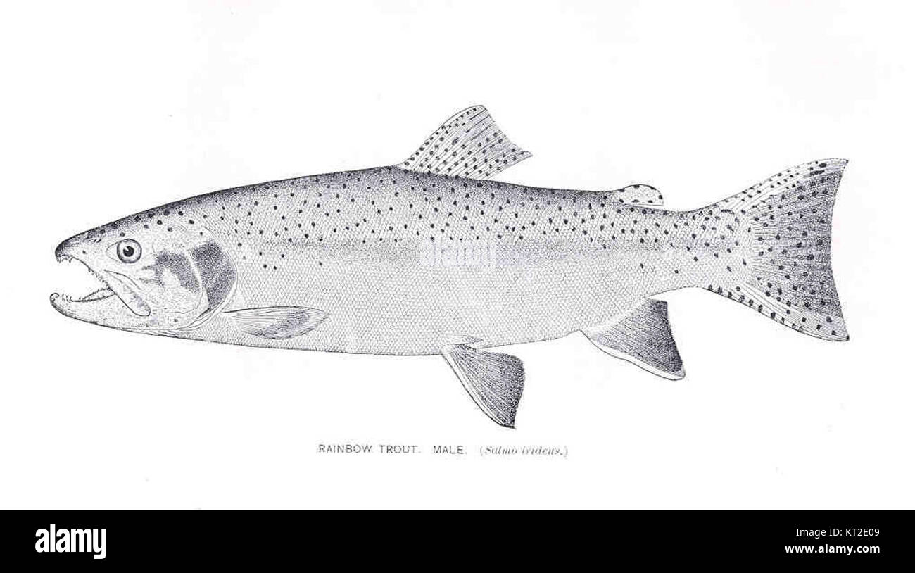 Una trota arcobaleno maschile, catalogata come 33485, che mostra i colori e le caratteristiche fisiche distintive della specie in un ambiente acquatico naturale. Foto Stock