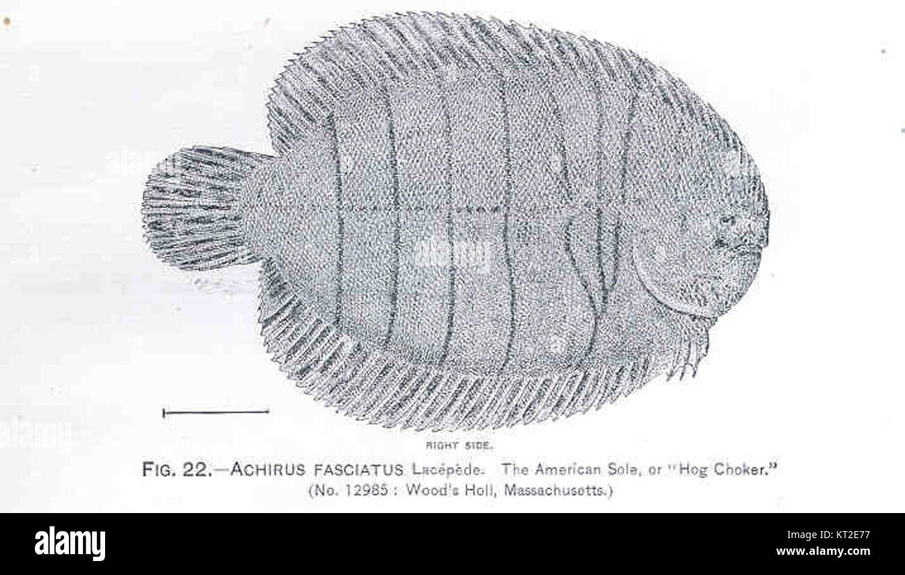 33643 Achirus Fasciatus La Cepede M le Comte de (Bernard Germain Etienne de La Ville sur Illon) 1756-1825 Foto Stock