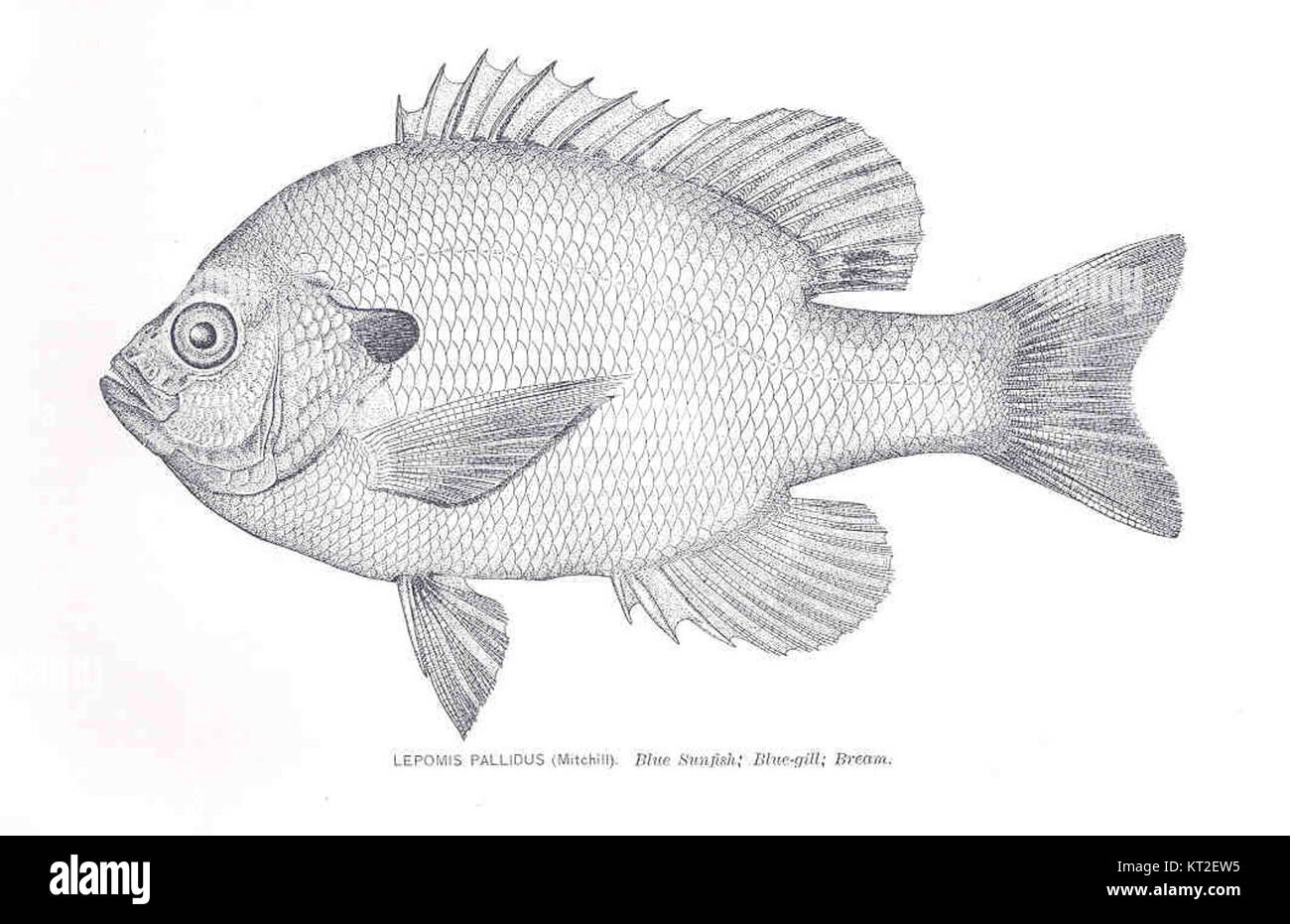 Illustrazione scientifica di Lepomis pallidus, comunemente noto come il pesce sole maculato blu, come descritto da Mitchill nel 1814. Foto Stock
