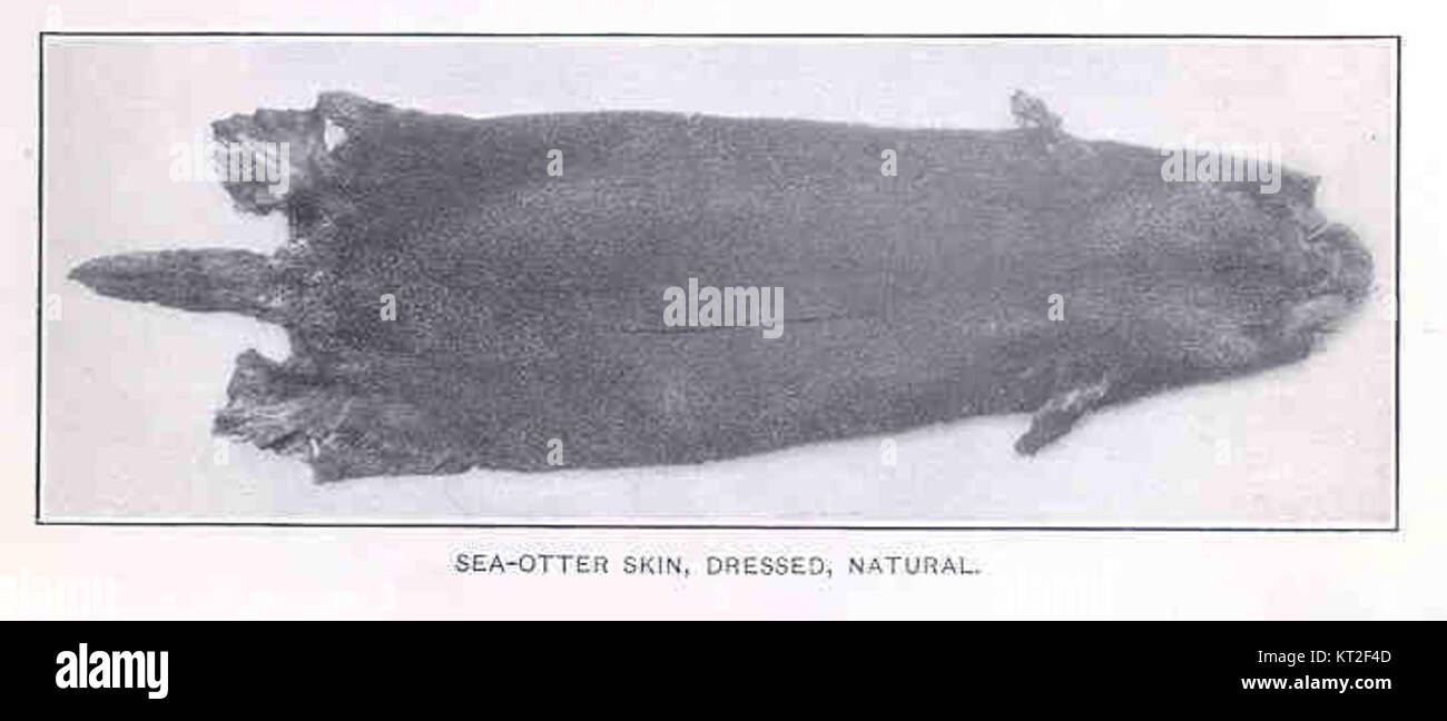 Una pelle naturale di lontra di mare, che mostra l'artigianato tradizionale utilizzato dai popoli indigeni del Nord-ovest Pacifico per i capi di abbigliamento. Foto Stock