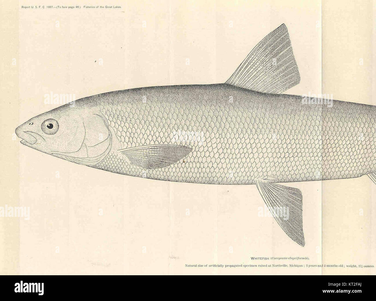 Fotografia della locomotiva a vapore britannica 34056 "Croydon" che passa attraverso Whitefish, Montana, catturando il design della locomotiva sullo sfondo del paesaggio americano. Foto Stock