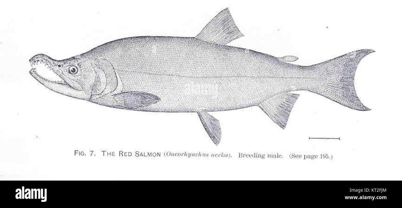 Il salmone rosso (Oncorhynchus nerka), un maschio riproduttore, viene catturato in una fotografia che mette in evidenza la sua colorazione vivace e distintiva. Questa specie è nota per la sua migrazione annuale e la riproduzione nei fiumi d'acqua dolce. Foto Stock