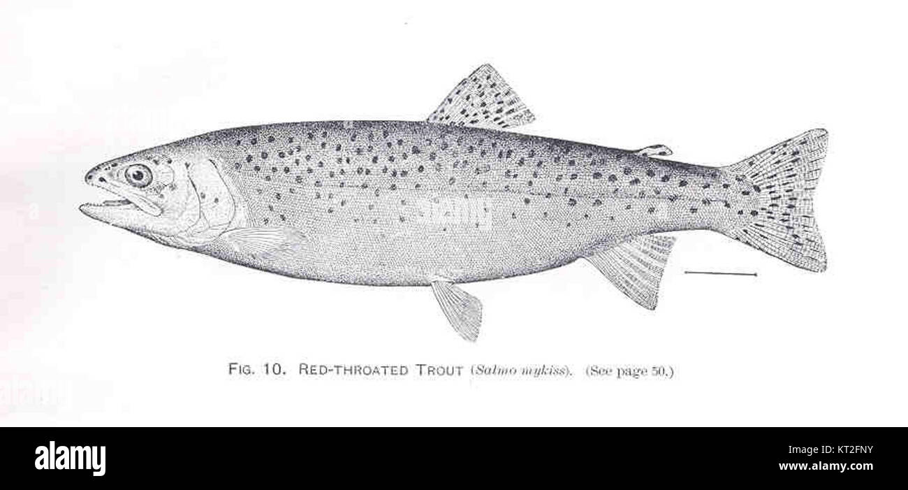 La trota dalla gola rossa (Salmo mykiss), nota anche come trota arcobaleno, è una specie di pesci d'acqua dolce ampiamente distribuita in Nord America e in altre regioni. È riconosciuta per la sua colorazione vivace, in particolare la striscia rossa lungo i lati. Foto Stock