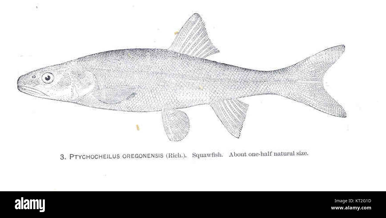 Ptychocheilus oregonensis, comunemente noto come Squawfish, è una specie di pesce d'acqua dolce originaria del Nord America occidentale. Si trova in genere nei fiumi e nei torrenti, noto per il suo comportamento predatorio e il suo ruolo negli ecosistemi acquatici. Foto Stock