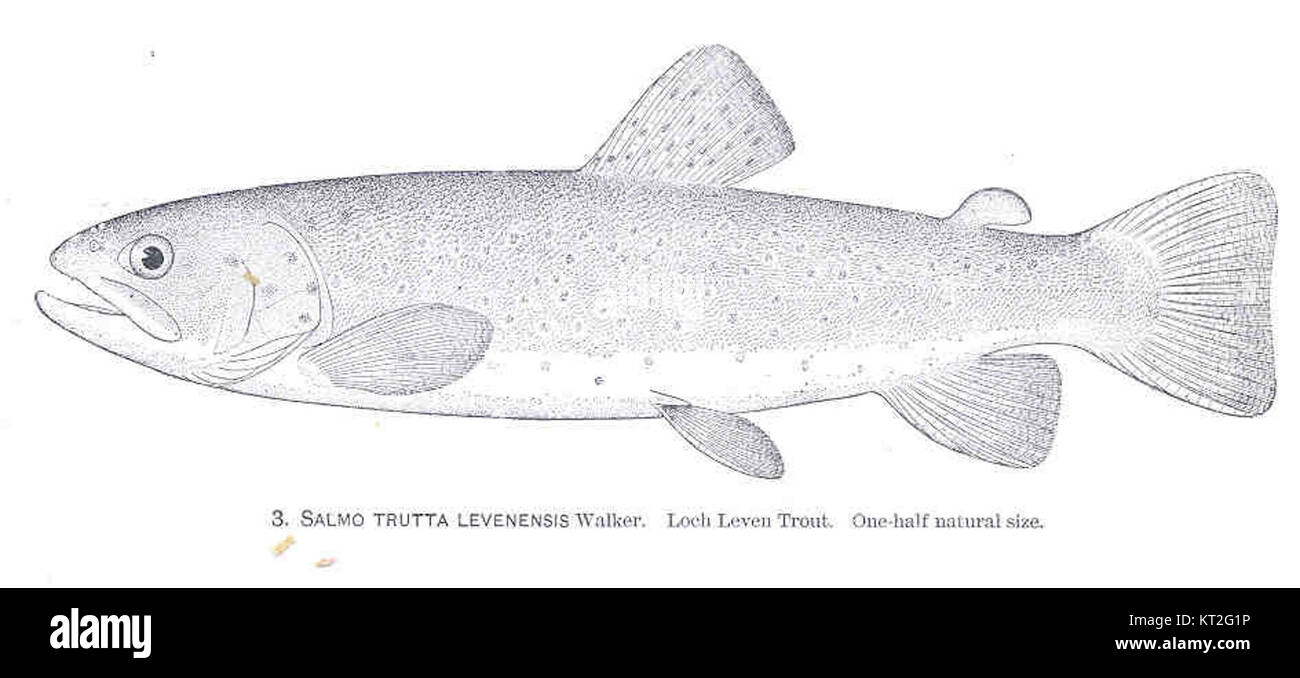Salmo trutta levenensis, nota anche come la trota di Loch Leven, è una specie di pesci originaria di Loch Leven, in Scozia. È riconosciuta per la sua importanza ecologica e culturale nella regione. Foto Stock