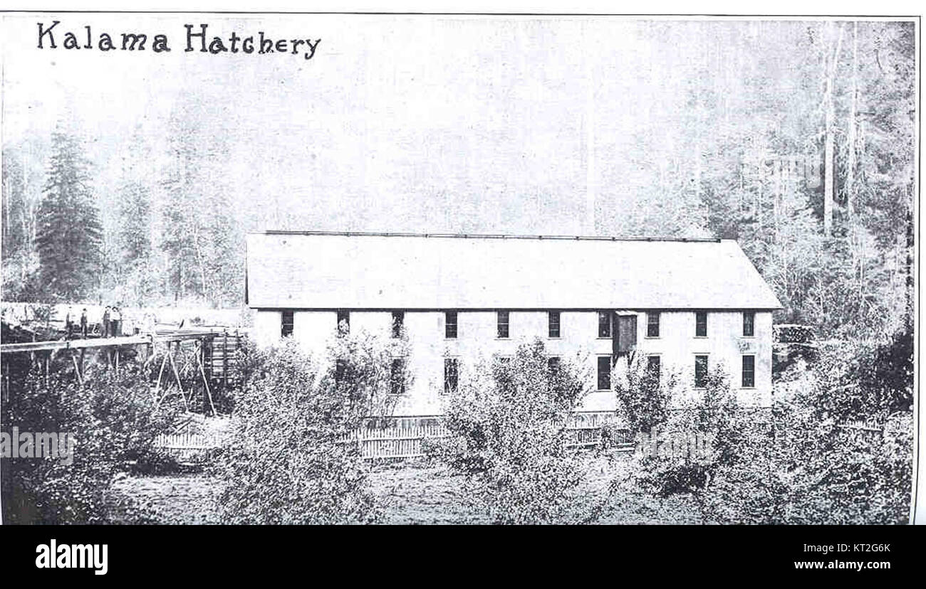 Il Kalama Hatchery, designato con il numero 34436, si trova nello stato di Washington. Svolge un ruolo chiave negli sforzi di conservazione del pesce dell’regionÂ, concentrandosi sull’allevamento e il rilascio di salmone e di altre specie a sostegno degli ecosistemi e della pesca locali. Foto Stock