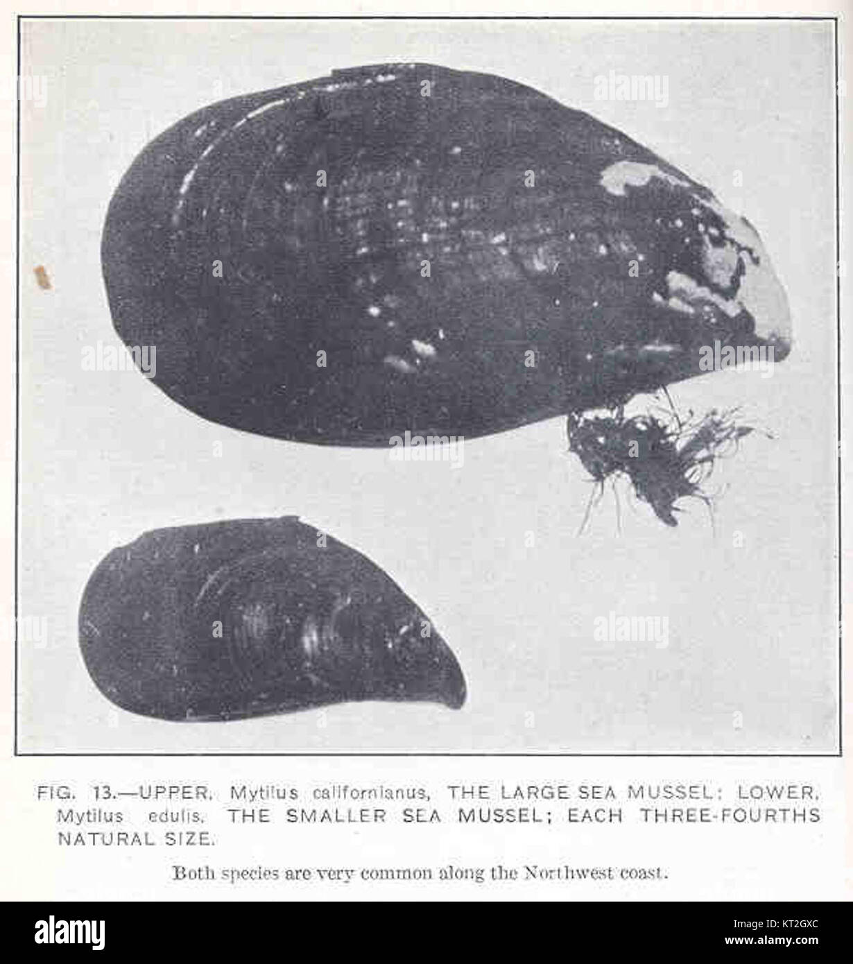 Un confronto tra Mytilus californianus, la più grande cozza marina, e Mytilus edulis, la più piccola cozza marina. Entrambe le specie sono fondamentali negli ecosistemi marini e sono importanti per la biodiversità e la ricerca nella biologia marina. Foto Stock