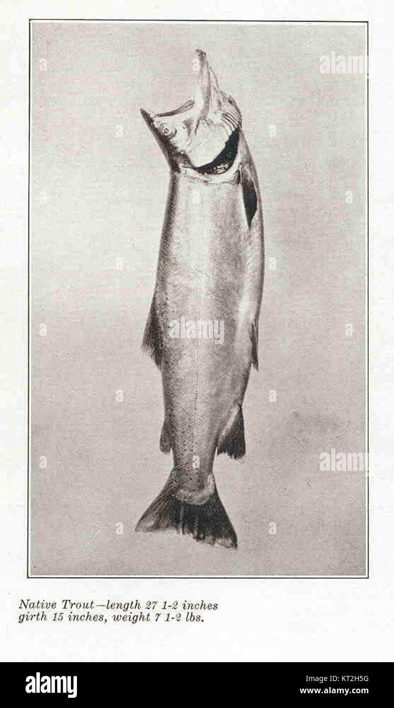 Fotografia di una trota nativa di 27,5 cm di lunghezza, con una circonferenza di 15 cm e un peso di 7,5 kg Foto Stock Fotografia di una trota nativa di 27,5 cm di lunghezza, con una circonferenza di 15 cm e un peso di 7,5 kg Foto Stock