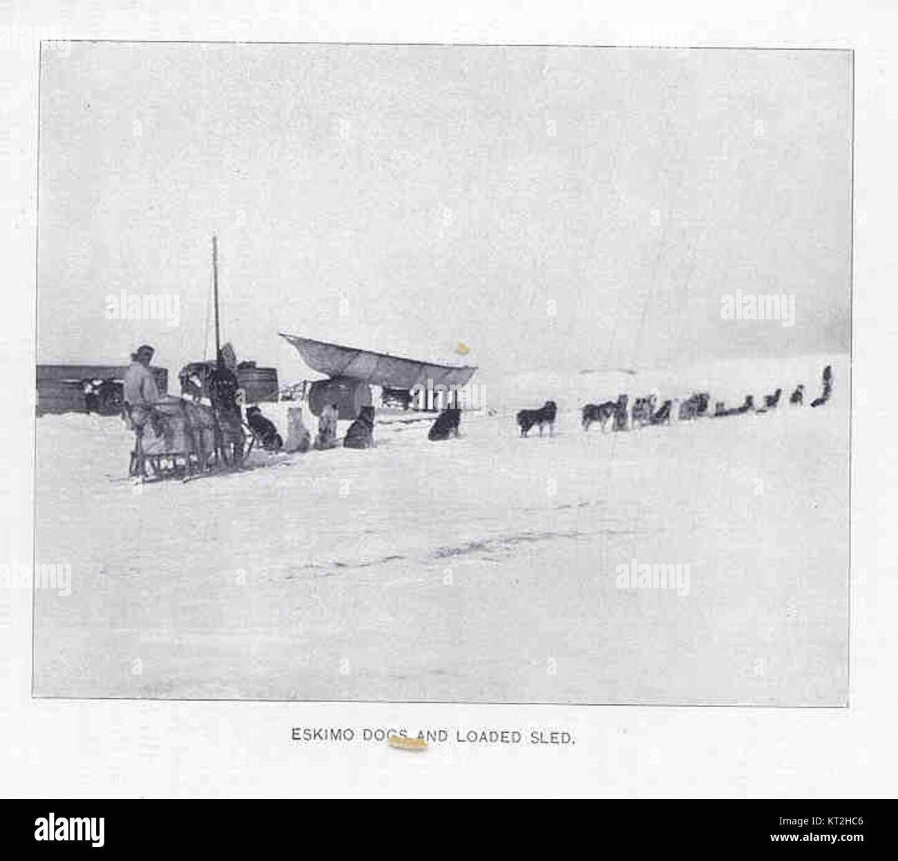 Il Canadian Eskimo Dog è una razza attiva indigena dell'Artico, storicamente utilizzata dagli Inuit per slittino, caccia e trasporto. Noti per la loro forza e resistenza, questi cani hanno svolto un ruolo cruciale nell'esplorazione e nella sopravvivenza dell'Artico. Foto Stock