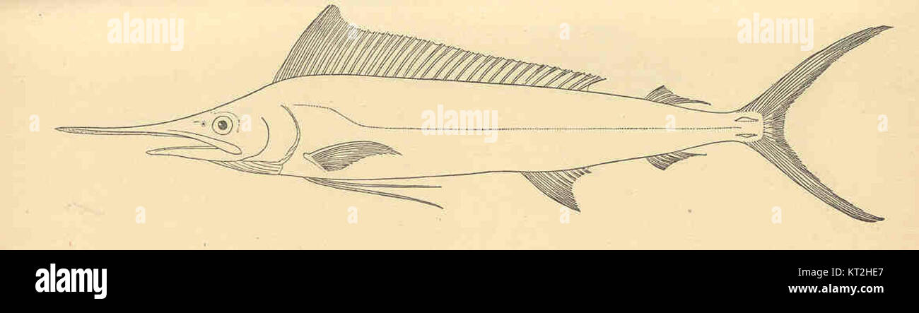 La specie di pesci lombari dell'Oceano Indiano (Tetrapturus brevirostris) è una specie di pesci lilla nota per il suo corpo allungato e il becco lungo. Si trova nelle acque tropicali e subtropicali dell'Oceano Indiano. Questo pesce è un nuotatore veloce ed è molto apprezzato nella pesca sportiva per la sua natura impegnativa. Foto Stock