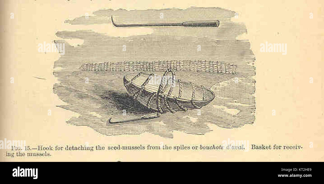 Strumento utilizzato nell'agricoltura marittima, progettato specificamente per staccare le cozze da semi dalle arachidi. Questo gancio è una parte essenziale delle pratiche di acquacoltura, facilitando la raccolta e la coltivazione dei molluschi. Foto Stock Strumento utilizzato nell'agricoltura marittima, progettato specificamente per staccare le cozze da semi dalle arachidi. Questo gancio è una parte essenziale delle pratiche di acquacoltura, facilitando la raccolta e la coltivazione dei molluschi. Foto Stock