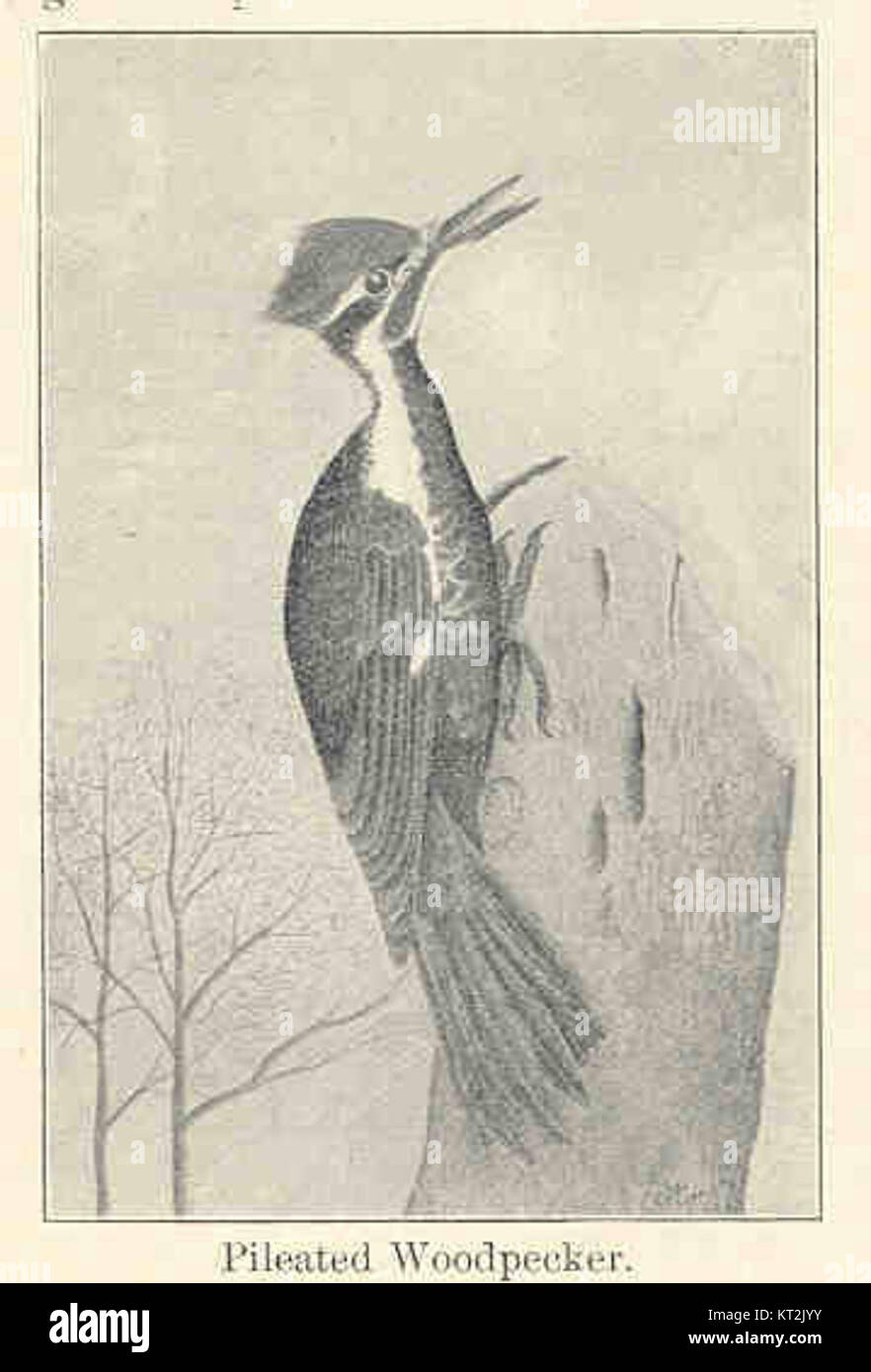 Il picchio pileato (Dryocopus pileatus) è un grande picchio nordamericano, caratterizzato dalla sua impressionante cresta rossa e dal piumaggio bianco e nero. Si nutre principalmente di insetti, in particolare di scarabei noiosi nel legno, e si trova nelle foreste dell'America settentrionale e orientale. Foto Stock