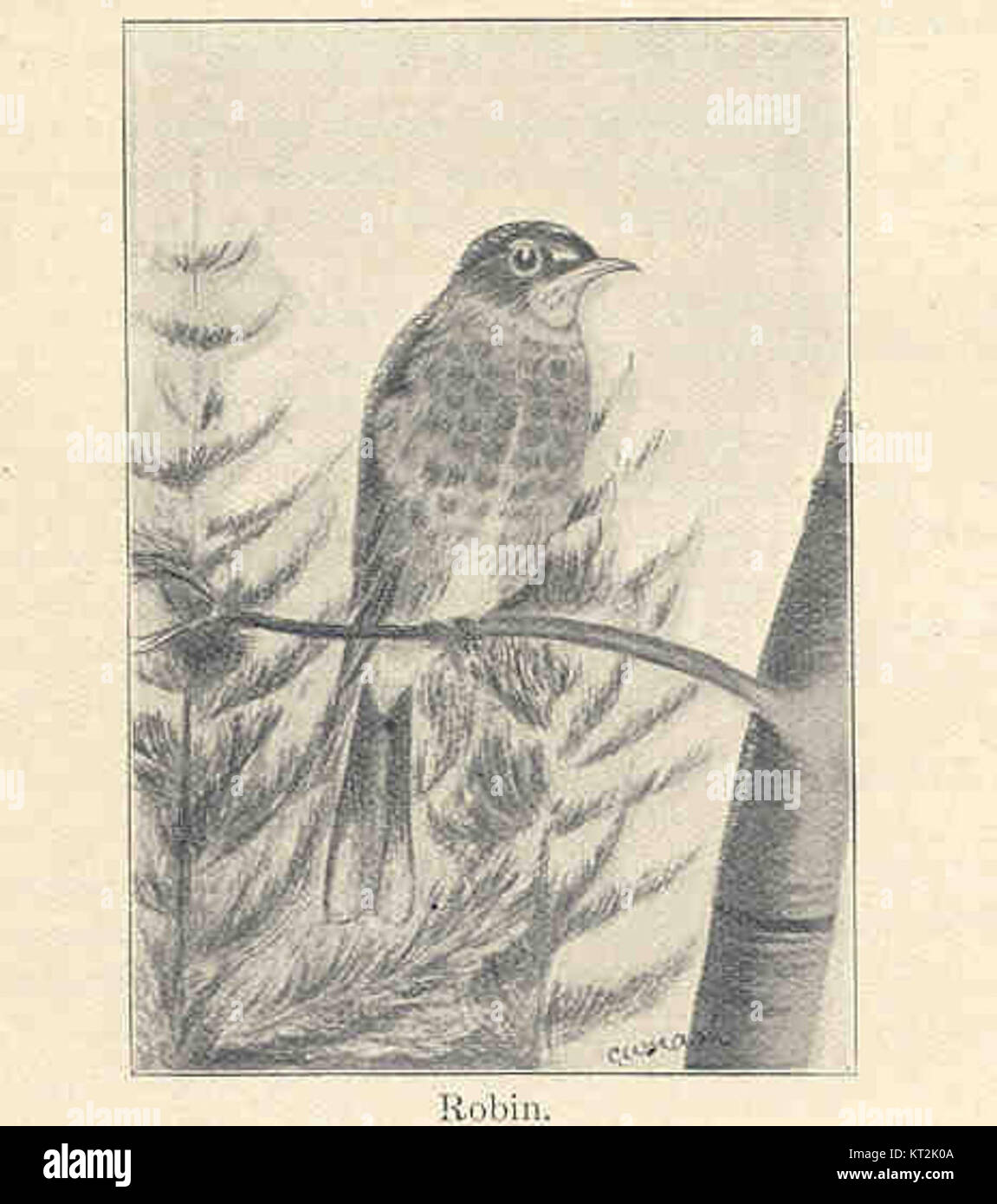 Il titolo "35986 Robin" si riferisce a un uccello specifico, probabilmente una specie di robin, registrato o identificato con questo numero di catalogo. Può far parte di una collezione o di un riferimento scientifico alla specie di uccelli. Foto Stock Il titolo "35986 Robin" si riferisce a un uccello specifico, probabilmente una specie di robin, registrato o identificato con questo numero di catalogo. Può far parte di una collezione o di un riferimento scientifico alla specie di uccelli. Foto Stock