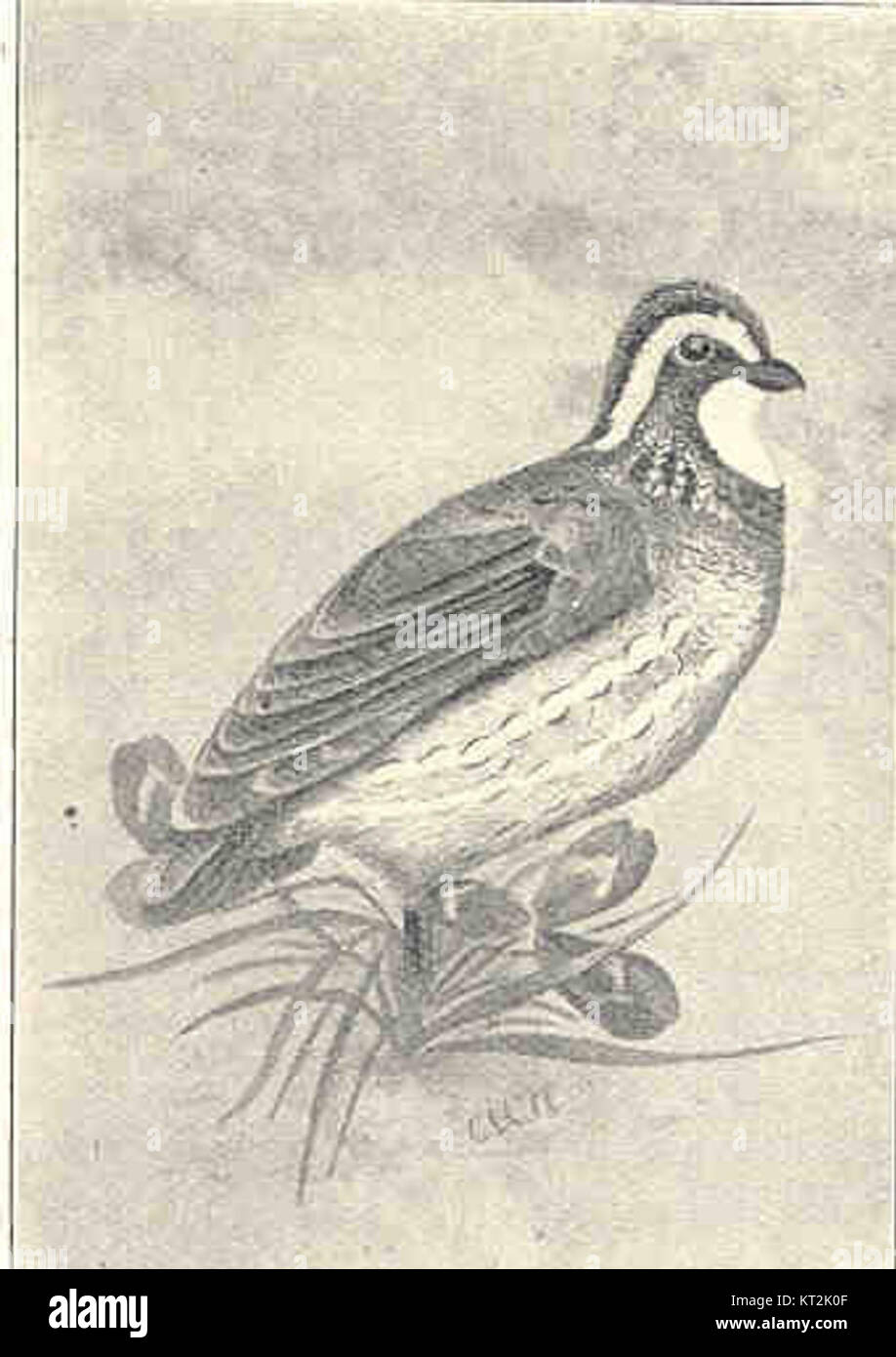35990 Quail è probabilmente un riferimento a una specifica specie di uccelli, probabilmente identificata in contesti di osservazione degli uccelli o di ricerca sulla fauna selvatica. Foto Stock 35990 Quail è probabilmente un riferimento a una specifica specie di uccelli, probabilmente identificata in contesti di osservazione degli uccelli o di ricerca sulla fauna selvatica. Foto Stock