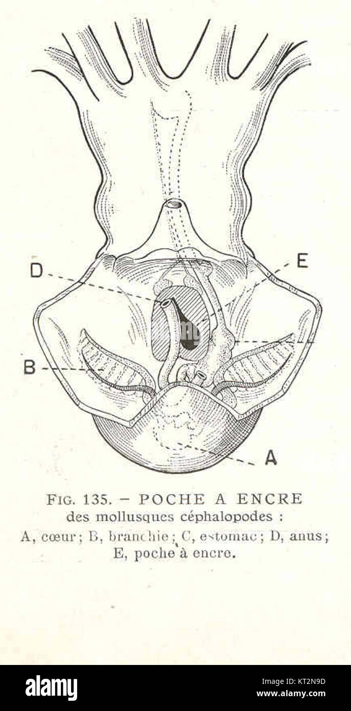 Immagine di un sacchetto di inchiostro cefalopode, catalogato come 36985. Questo campione fornisce informazioni sull'anatomia e le funzioni biologiche dei molluschi. Foto Stock