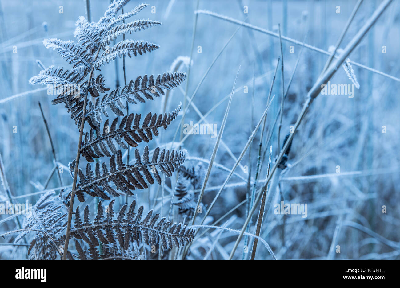 Le felci in un prato di inverno Foto Stock