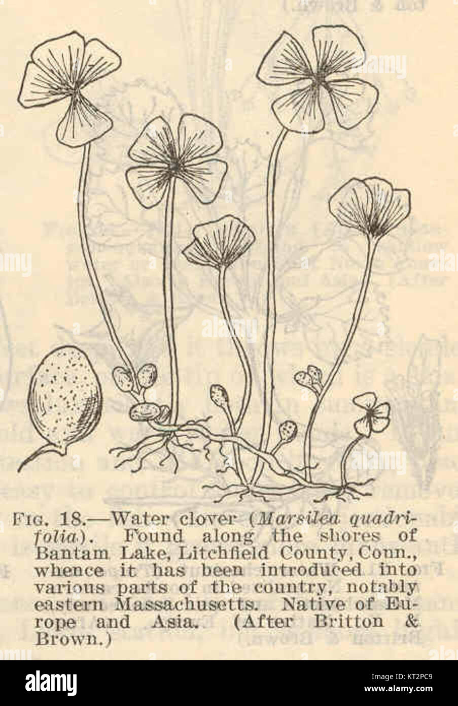 Il trifoglio d'acqua (Marsilea quadrifolia) è un tipo di pianta acquatica nota per il suo caratteristico aspetto a quattro foglie. Si trova in ambienti di acqua dolce ed è importante per gli ecosistemi delle zone umide. Foto Stock