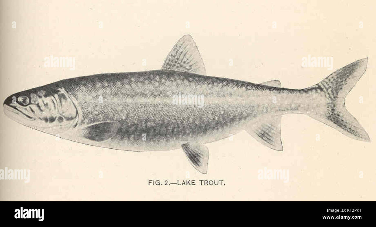 La trota di lago (Salvelinus namaycush) è una specie di pesci d'acqua dolce che si trovano nelle acque fredde del Nord America. Questa didascalia si riferisce al numero specifico 37750, probabilmente relativo a un pesce marcato o rintracciato. Foto Stock