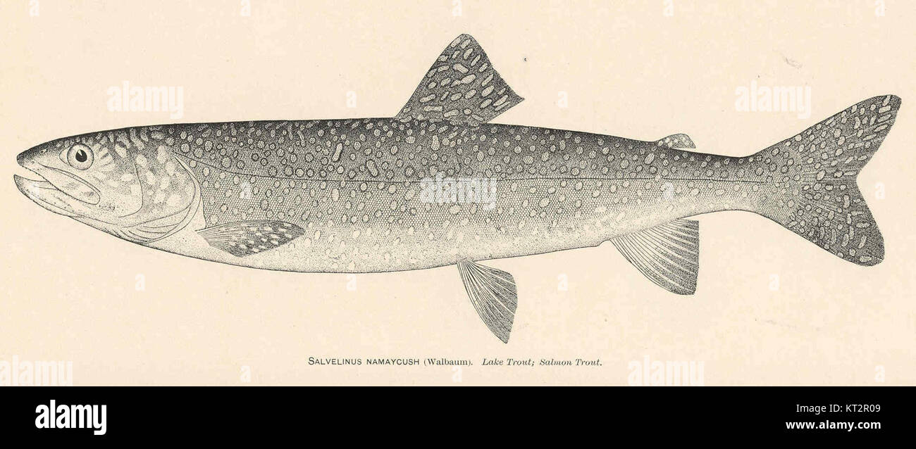 Salvelinus namaycush, comunemente noto come trota di lago o trota di salmone, è una specie di pesci d'acqua dolce che si trovano negli habitat di acqua fredda. Questo pesce è noto per le sue grandi dimensioni e l'importanza sia nella pesca ricreativa che nell'ecosistema. Foto Stock