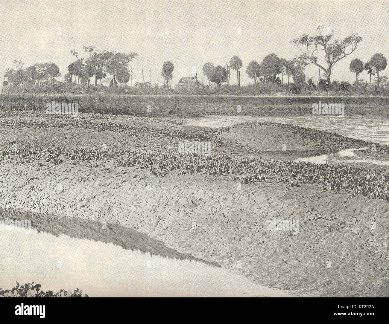 Questa immagine storica del 13 gennaio 1891 mostra Oyster Flat, che mette in evidenza le rive di fango e le trincee naturali di drenaggio alla bocca ovest di Skull Creek. Fornisce informazioni sul paesaggio naturale e sulle condizioni delle maree dell'area, riflettendo l'ecosistema dell'epoca. Foto Stock
