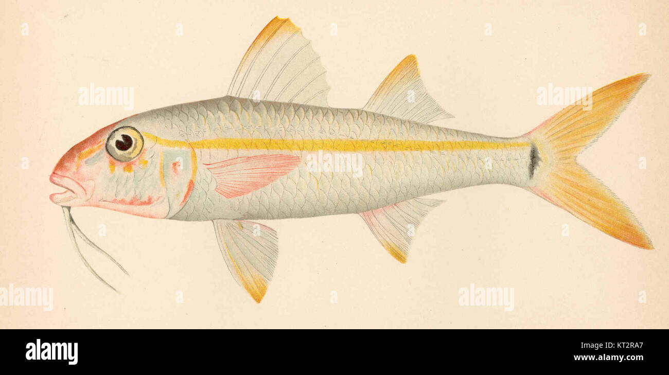 L'Upeneus martinicus, comunemente noto come il pesce di capra giallo o Salmonete, è una specie di pesce che si trova nell'Oceano Atlantico occidentale. È riconosciuta per la sua colorazione gialla ed è una specie importante nelle industrie ittiche locali. Foto Stock L'Upeneus martinicus, comunemente noto come il pesce di capra giallo o Salmonete, è una specie di pesce che si trova nell'Oceano Atlantico occidentale. È riconosciuta per la sua colorazione gialla ed è una specie importante nelle industrie ittiche locali. Foto Stock