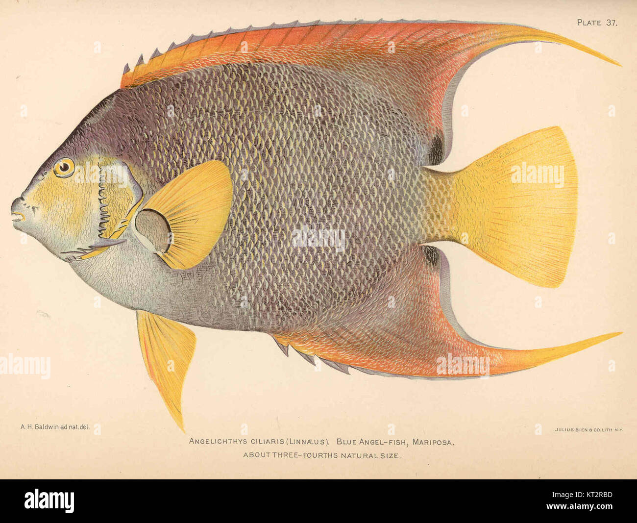 Il pesce angelo azzurro (Angelichthys ciliaris), classificato da Linneo, è una specie di pesci marini nota per il suo aspetto suggestivo. Si trova comunemente negli ambienti della barriera corallina, nota per i suoi colori vivaci e la caratteristica forma delle pinne. Foto Stock