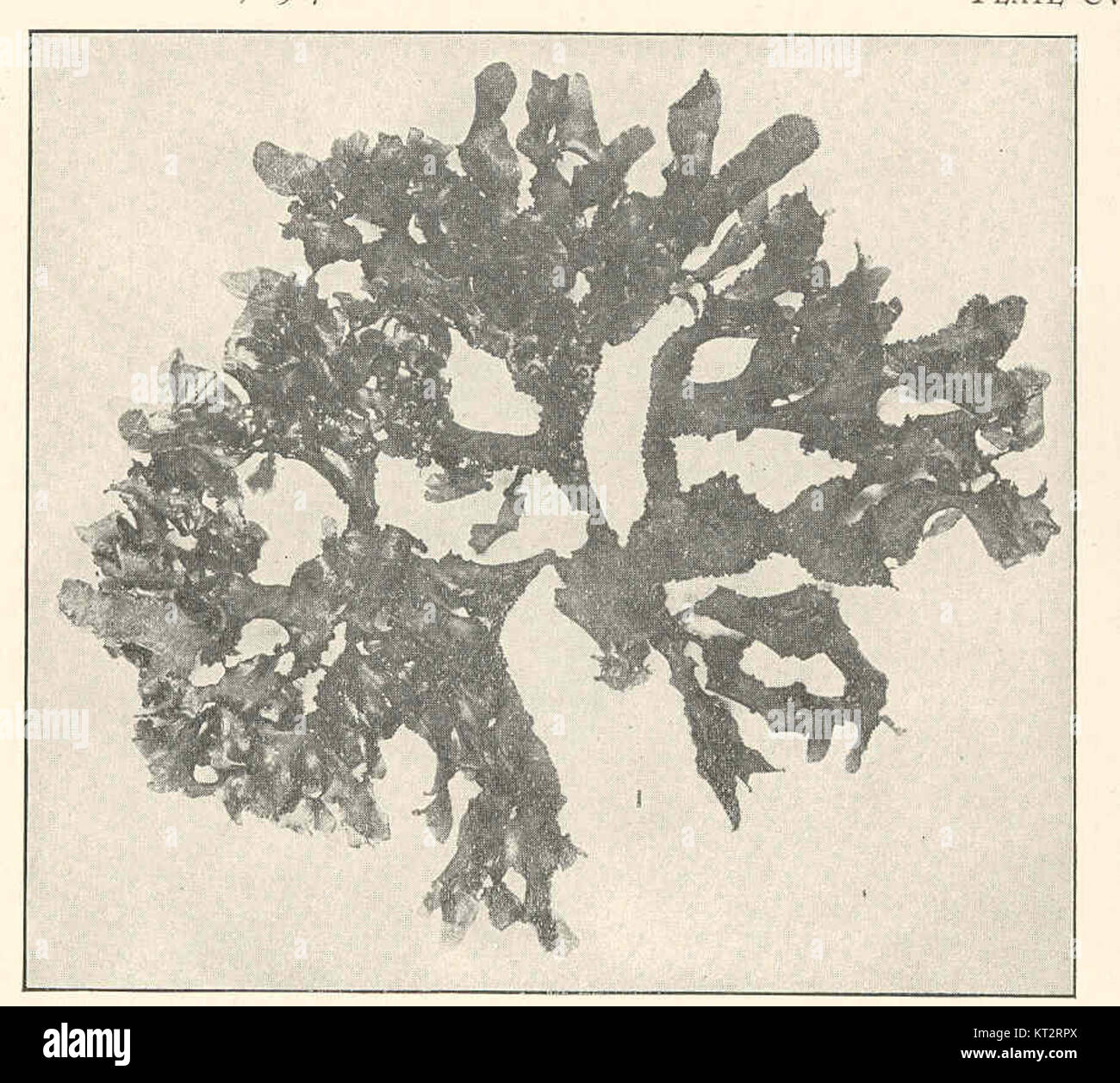 Il terreno di Nitophyllum è una specie di alghe rosse, caratterizzate dalla sua struttura densamente ramificata. Il campione qui mostrato è sterile, privo di strutture riproduttive. Svolge un ruolo negli ecosistemi marini, in particolare negli ambienti costieri rocciosi. Foto Stock