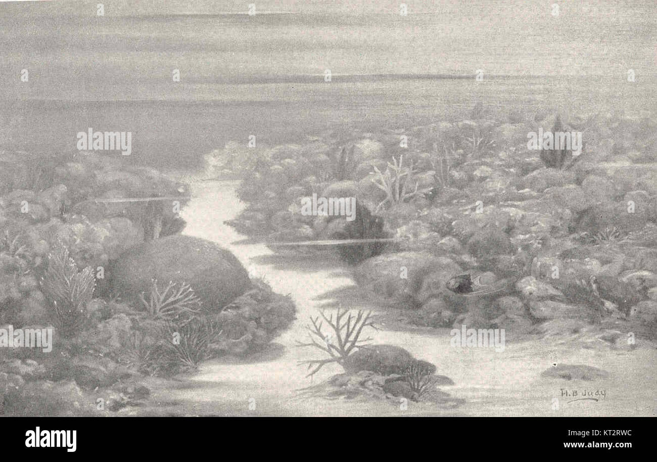 La barriera corallina delle Bahamas è un ecosistema marino ricco e diversificato, noto per le sue vivaci specie di coralli e la variegata vita marina. La barriera corallina è una parte fondamentale della biodiversità delle Bahamas ed è protetta per gli sforzi di conservazione. Foto Stock