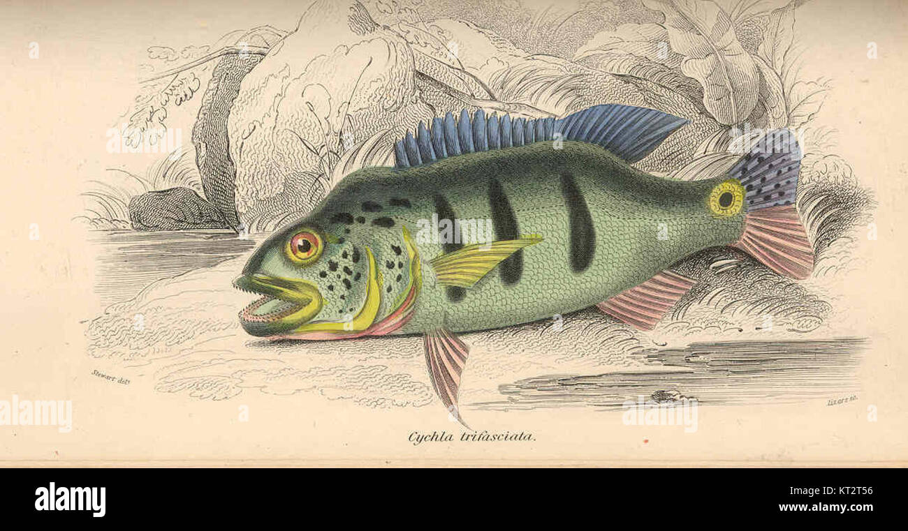 Cychla trifasciata, nota anche come ciclidi a tre strisce, è una specie di pesce d'acqua dolce originaria del Sud America. Questa specie è riconosciuta per la sua colorazione sorprendente, con tre strisce verticali scure sul suo corpo, che la rendono un popolare pesce d'acquario. Foto Stock