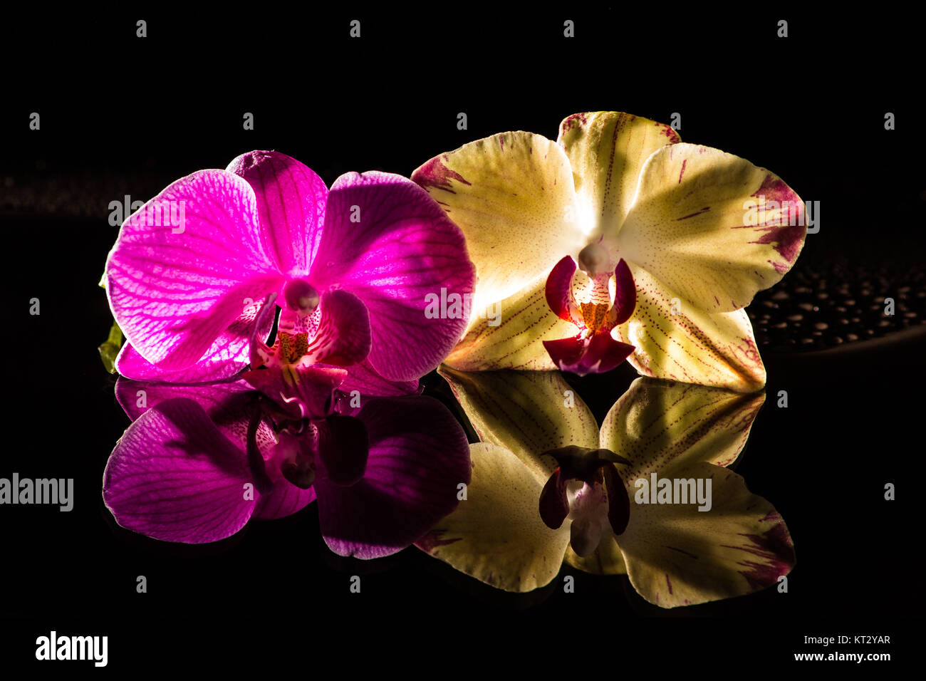 orchidea riflessione in acqua e pietre nere Foto Stock