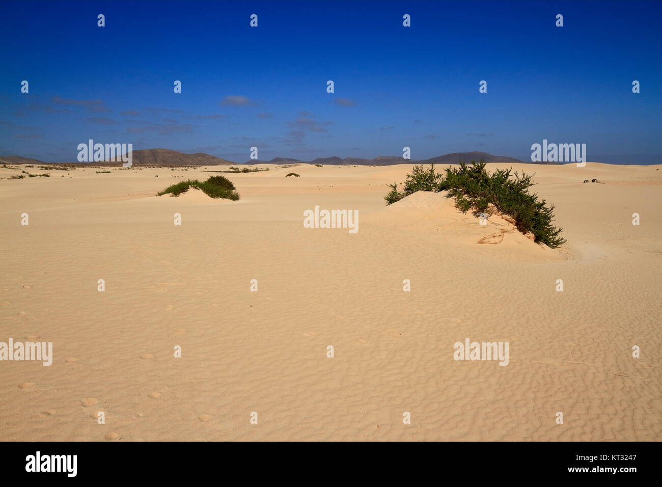 Le Dune di Corralejo, Fuerteventura, Isole Canarie, Spagna Foto Stock