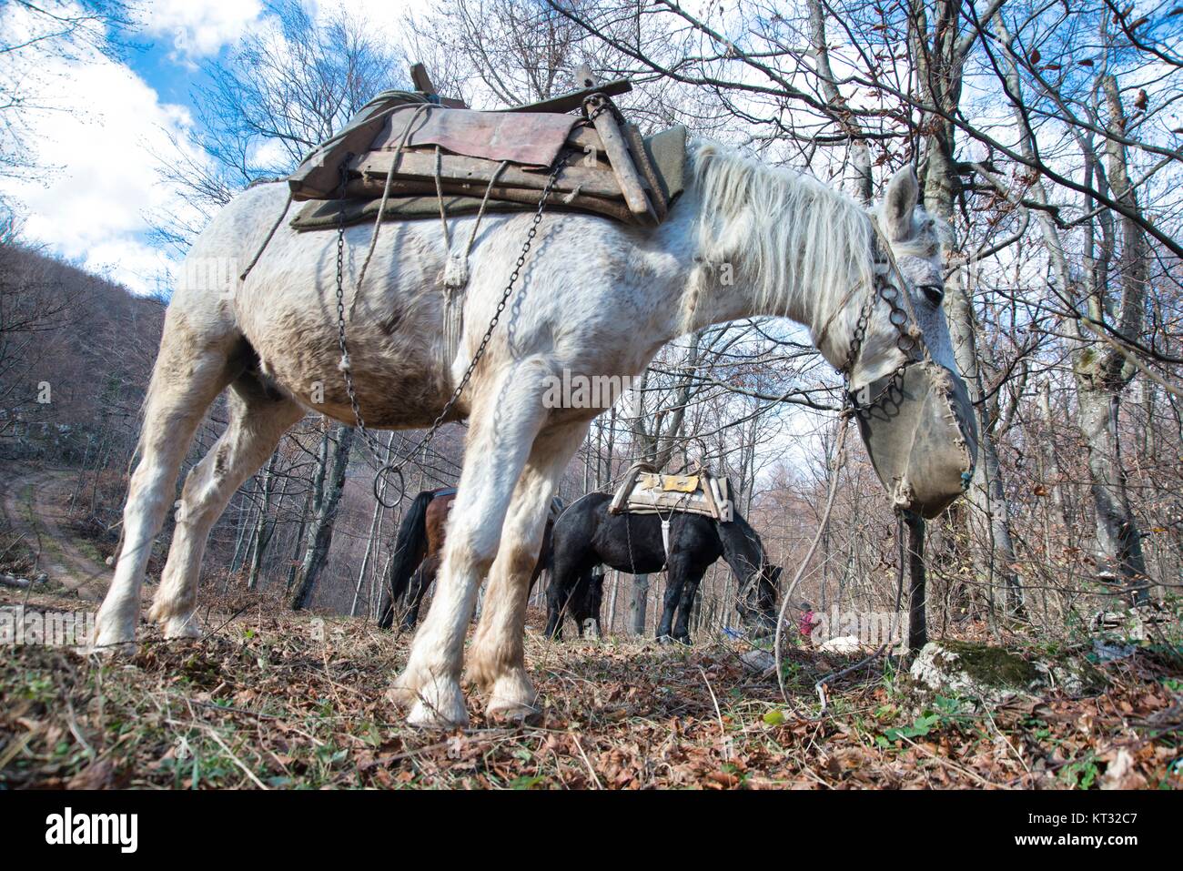 Gli interruttori ripetitivi in legno in Boljevac, Serbia Foto Stock