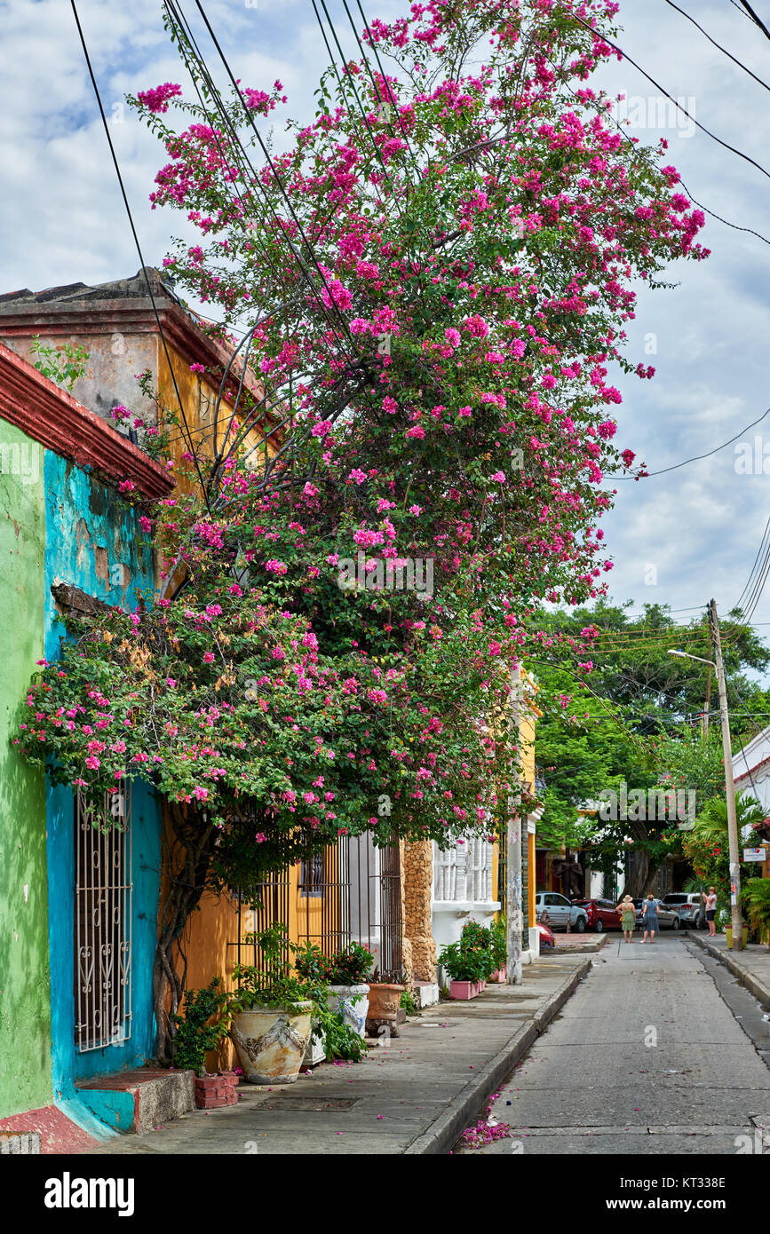 Tipiche facciate colorate con fiori di case nel distretto Getsemani di Cartagena de Indias, Colombia, Sud America Foto Stock