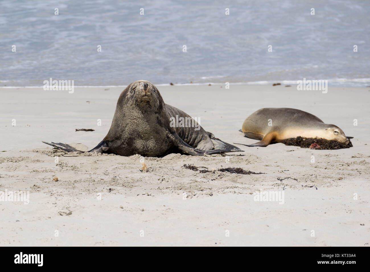 La dura vita dei leoni di mare, almeno quando sono a terra Foto Stock