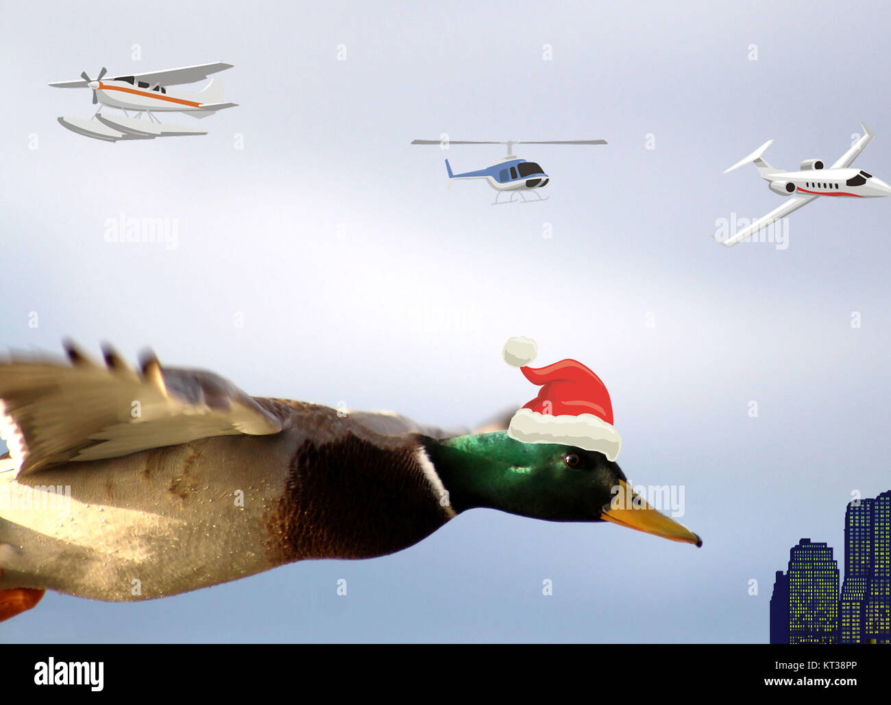 Qui viene Santa's Helper - un flying Mallard duck con un cappello da Babbo Natale Foto Stock