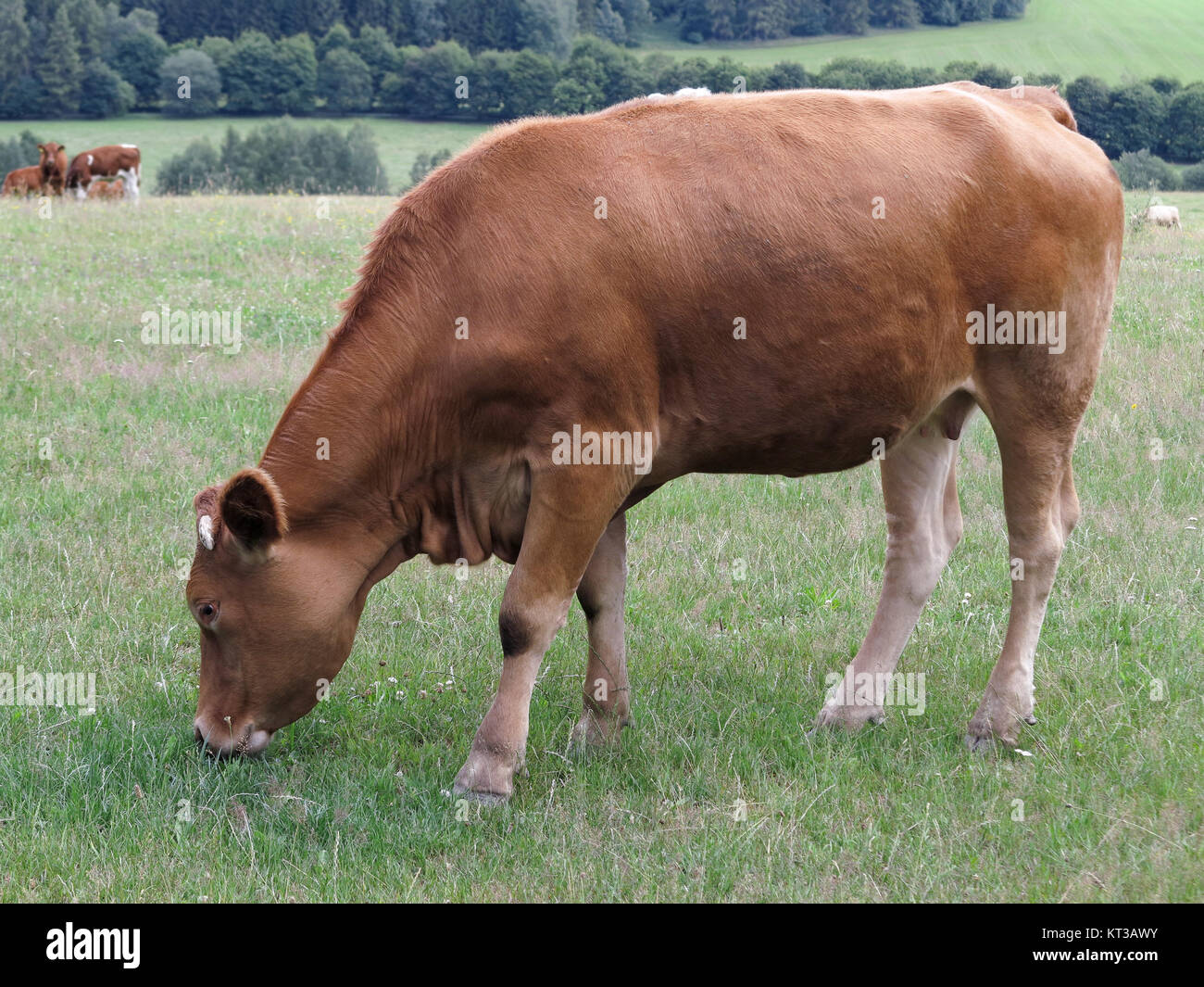 Giovane vacca di pascolare su un prato Foto Stock