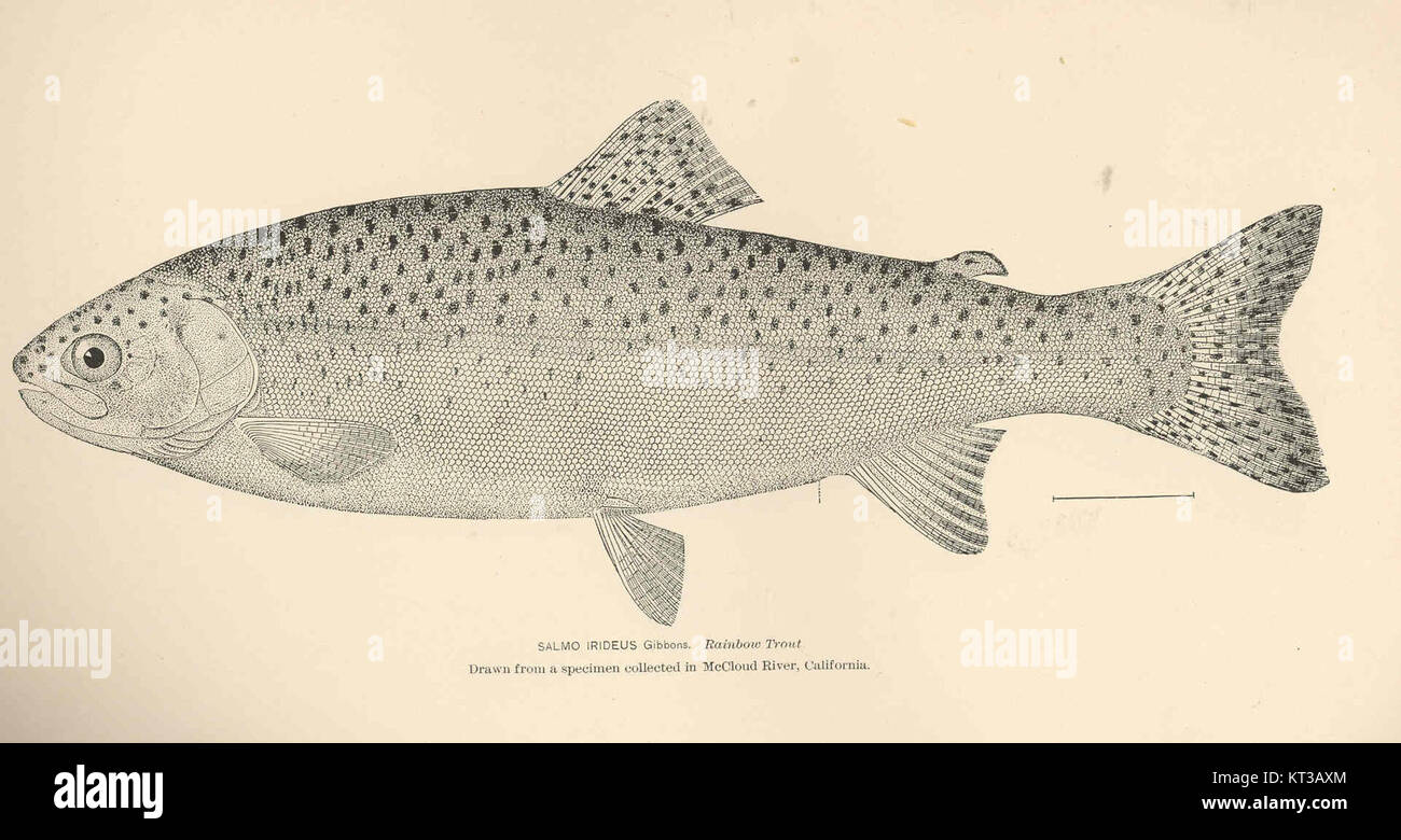 39950 Salmo irideus Gibbons trota arcobaleno prelevata da un campione raccolto nel fiume McCloud, California Foto Stock